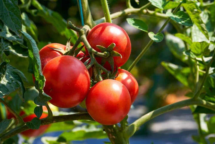 Tomato Season is Here! Get Ready to Grow Juicy Tomatoes in Sydney