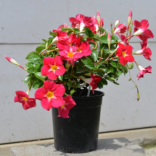 CLIMBING PLANTS & VINES