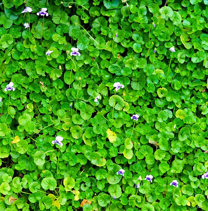 GROUND COVERS Sydney's Plant Market