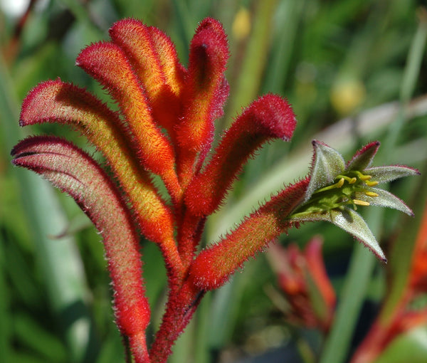 ANIGOZANTHOS 'BUSH BLITZ'