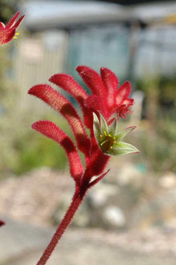 ANIGOZANTHOS 'CRYSTAL'