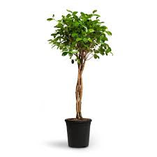 FICUS TWIST STANDARD Sydney's Plant Market
