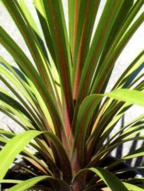CORDYLINE PEKO