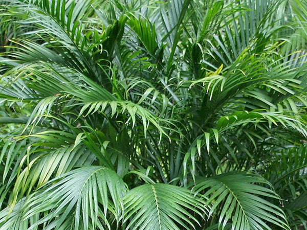 CHAMAEDORA SEIFRIZII - BAMBOO PALM