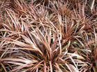PHORMIUM SWEET MIST