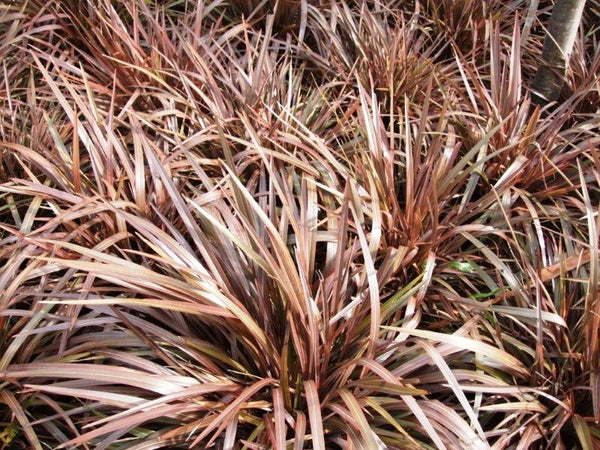 PHORMIUM SWEET MIST