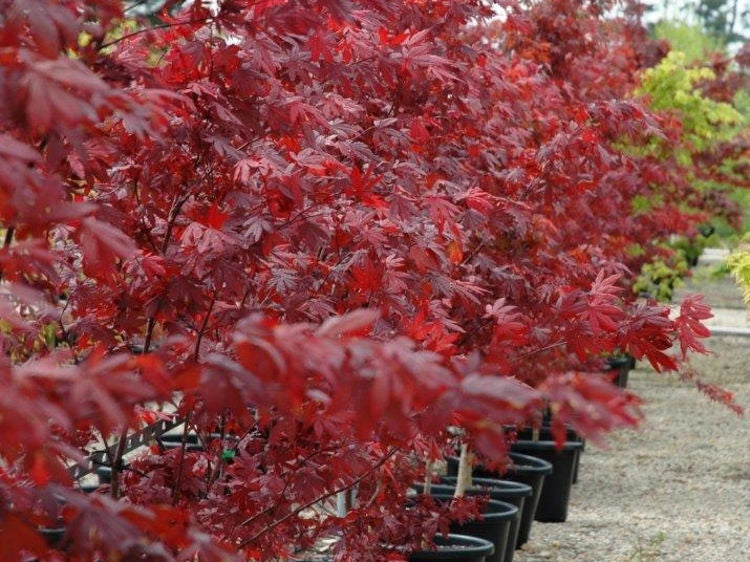 ACER PALMATUM 'ATROPURPUREUM' UPRIGHT