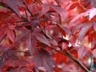 ACER PALMATUM 'ATROPURPUREUM' UPRIGHT