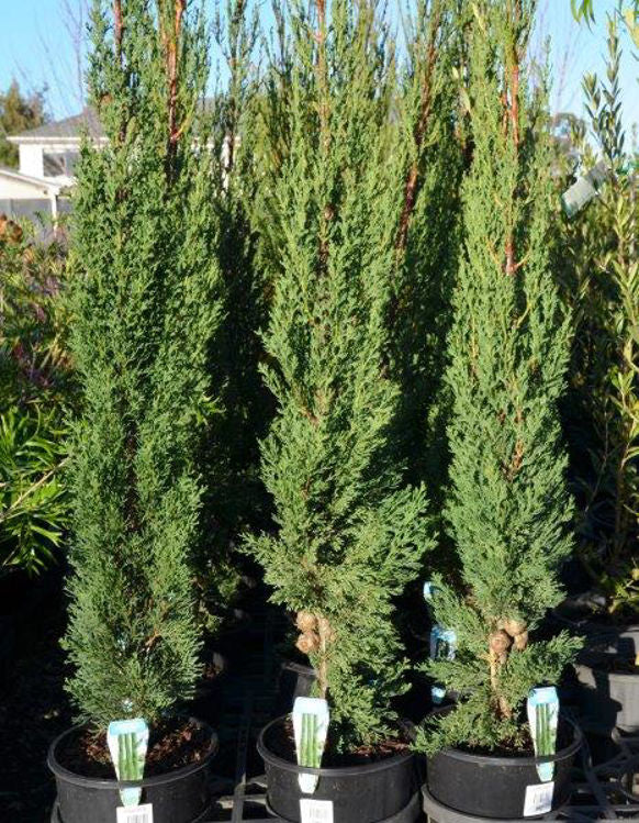 Cupressus Sempervirens Stricta Sydney's Plant Market