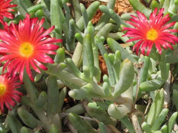 MESEMBRYANTHEMUM 'PIG FACE' RED