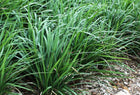DIANELLA CAERULEA