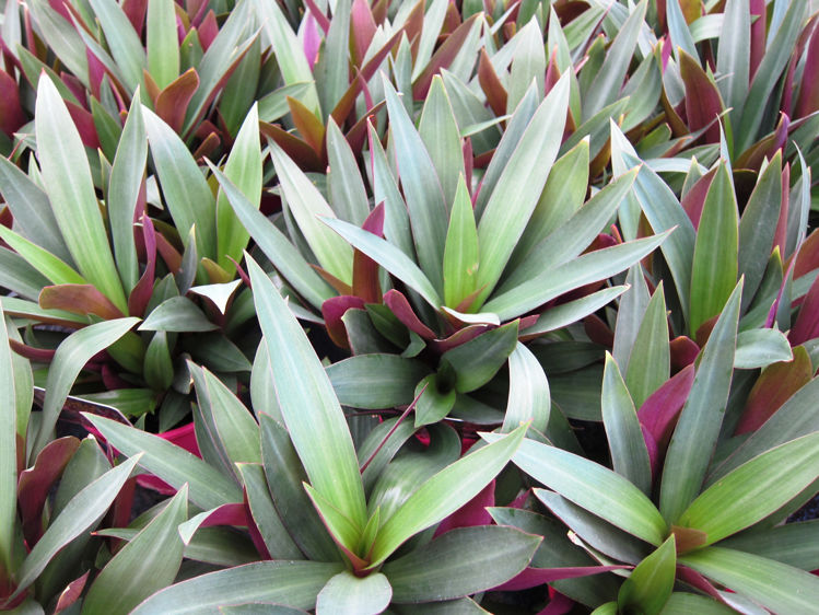 RHOEO 'MOSES IN THE CRADLE'