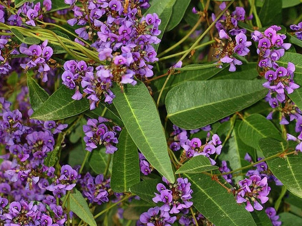 HARDENBERGIA HAPPY WANDERER