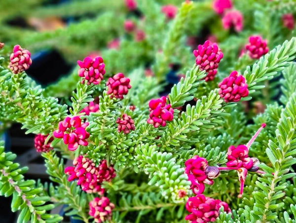 GREVILLEA MT TAMBORITHA Sydney's Plant Market