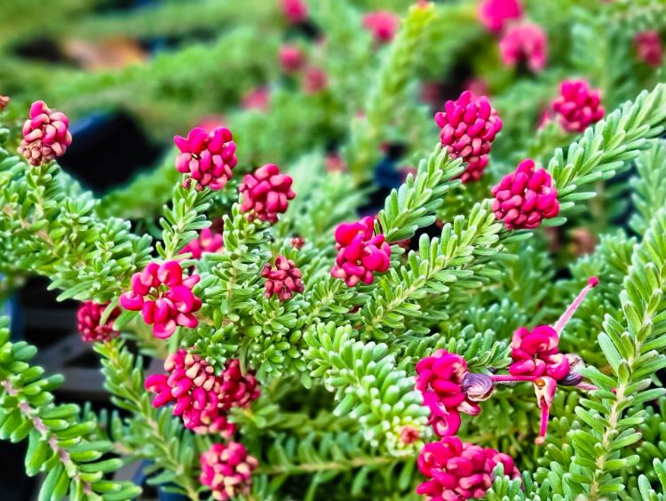 GREVILLEA MT TAMBORITHA Sydney's Plant Market