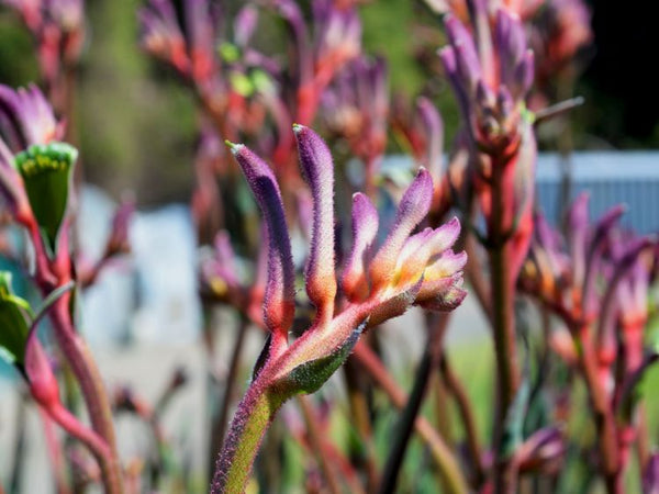 ANIGOZANTHOS KINGS PARK ROYALE