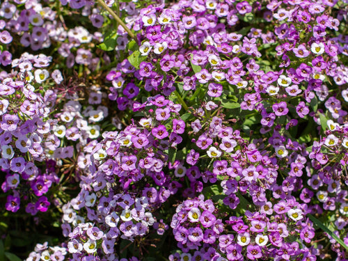 LOBULARIA STREAM LAVENDER 140MM Sydney's Plant Market