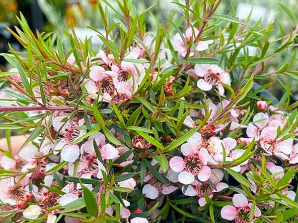 LEPTOSPERMUM 'PINK CASCADE'
