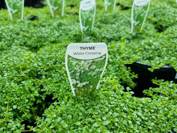 THYME - FAUSTINOI THYMUS