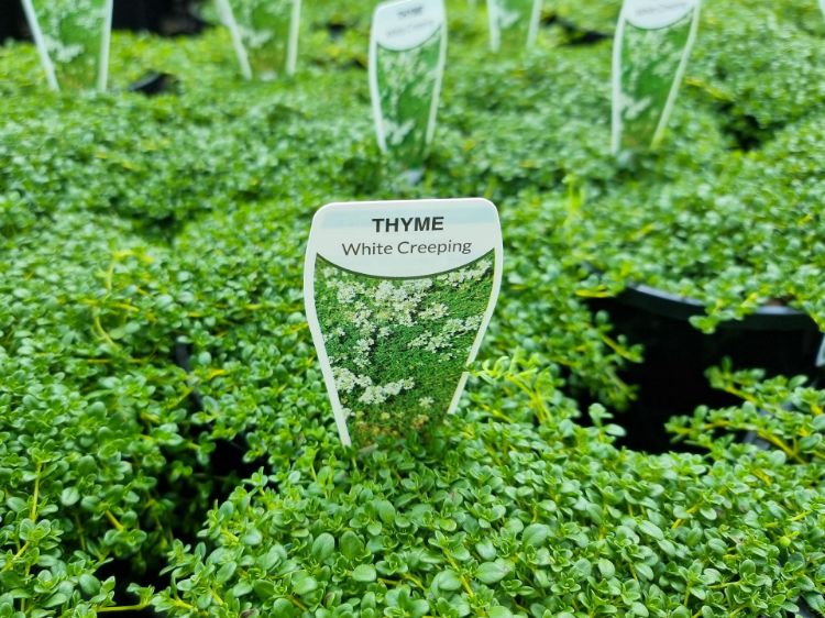 THYME - FAUSTINOI THYMUS