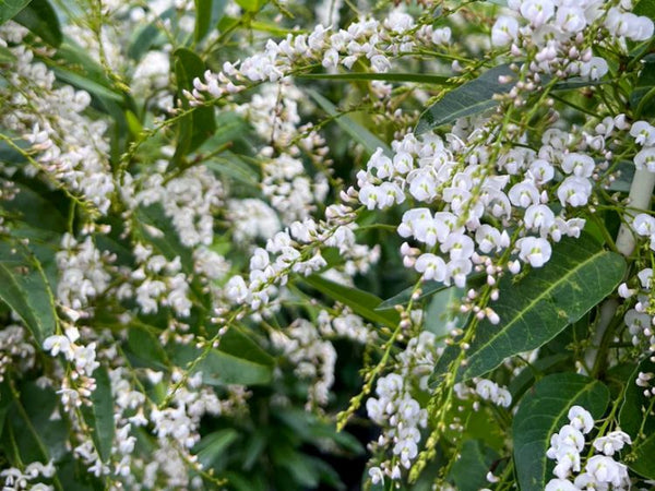 HARDENBERGIA WHITE OUT