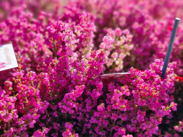 ERICA RASPBERRY RIPPLE