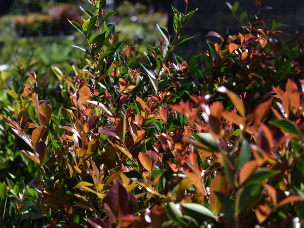 ACMENA SMITHII 'LILLY PILLY FIRESCREEN'