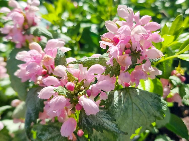 LAMIUM MACULATUM MARSHMALLOW