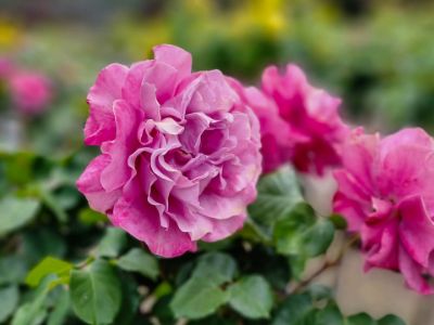 ROSA 'ANGEL FACE' ROSE