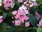 RHAPHIOLEPSIS 'ORIENTAL PEARL'