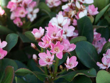 Load image into Gallery viewer, RHAPHIOLEPSIS 'ORIENTAL PEARL'
