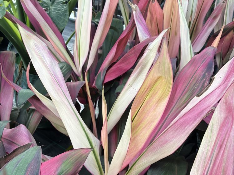 CORDYLINE FRUITICOSA - HILO RAINBOW