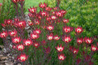 LEUCADENDRON SALIGNUM DEVILS BLUSH
