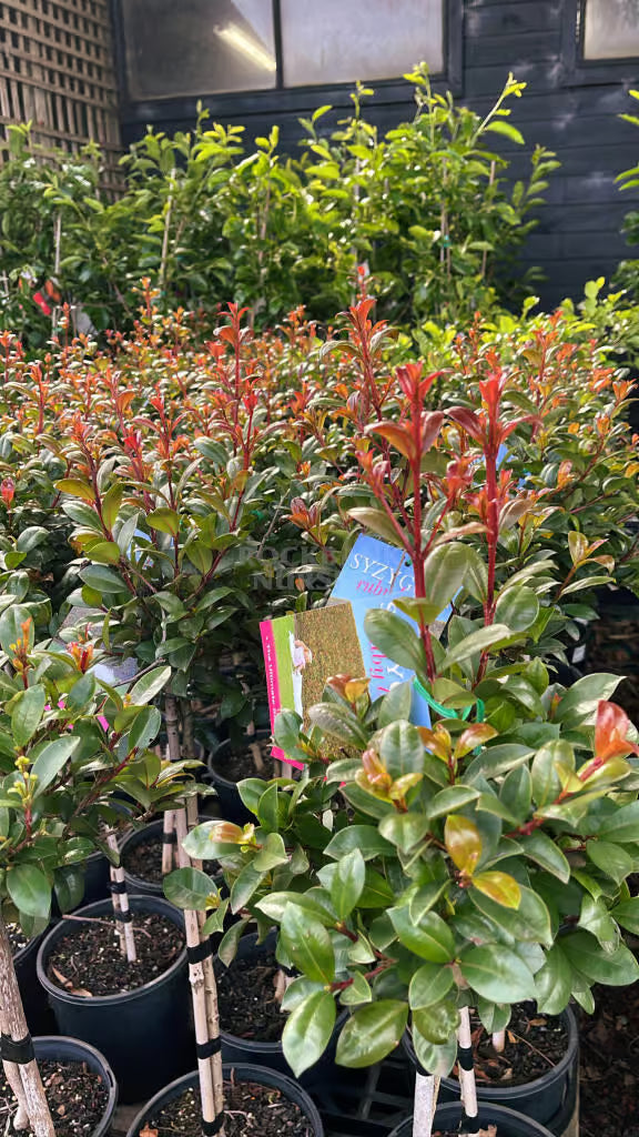 SYZYGIUM BACKYARD BLISS STANDARD