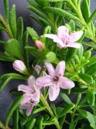 MYOPORUM PARVIFOLIUM 'PINK'