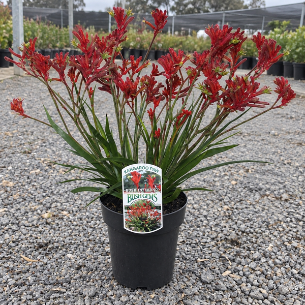 ANIGOZANTHOS KANGAROO PAW 'BUSH INFERNO'