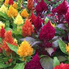 CELOSIA KIMONO 190MM