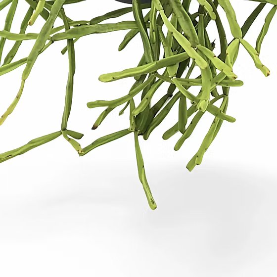RHIPSALIS TRIGONA 175MM
