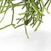 RHIPSALIS TRIGONA 175MM