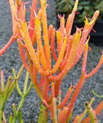 EUPHORBIA FIRE STICKS Sydney's Plant Market