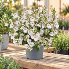 DIASCIA BARBERAE