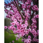 PRUNUS BLIREANA