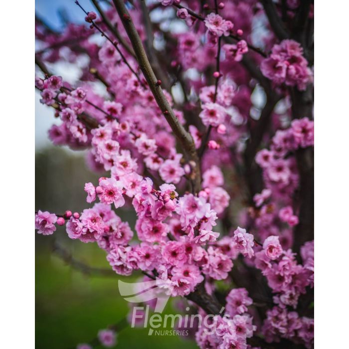 PRUNUS BLIREANA