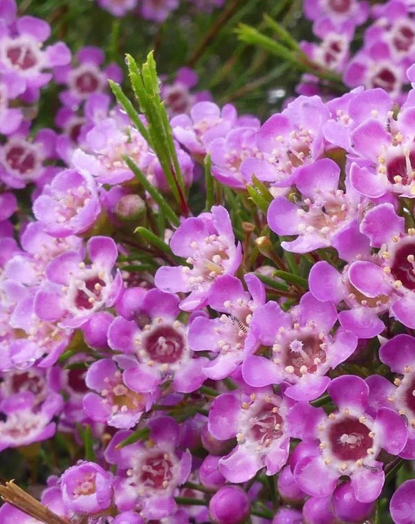 CHAMELAUCIUM 'KALBARRI' GERALDTON WAX