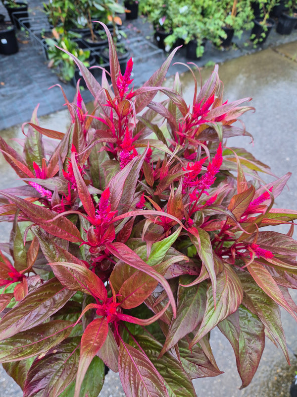 CELOSIA DRAGONS BREATH