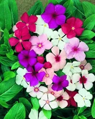 VINCA 140MM Sydney's Plant Market
