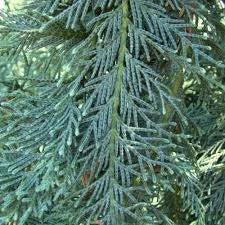 CYPRESS NAYLORS BLUE 200MM