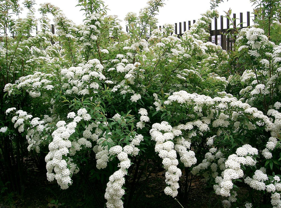 SPIREA CANTONIENSIS - MAY BUSH Sydney's Plant Market