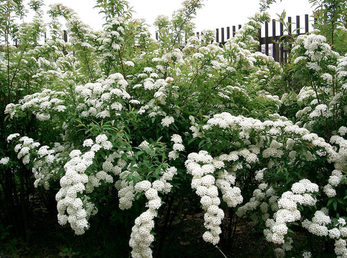 SPIREA CANTONIENSIS - MAY BUSH Sydney's Plant Market