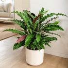 CALATHEA RUFIBARBA